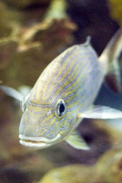 aquarium fish 4 image by cherie from Fotolia.com
