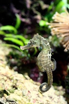 Seahorse image by Lucid_Exposure from Fotolia.com
