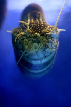 Nautilus Floating in Tank image by Lucid_Exposure from Fotolia.com