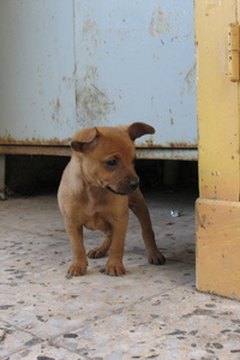 puppy image by Waseem Ghattas from Fotolia.com
