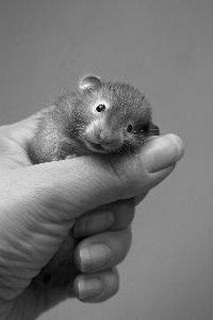 small hamster - 4 image by Friday from Fotolia.com