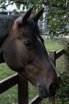 brown horse image by scalesy from Fotolia.com