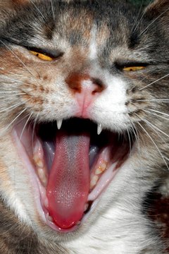 cat image by Dwight Davis from Fotolia.com