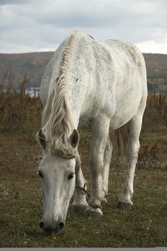 horse image by Oleg Tarasov from Fotolia.com