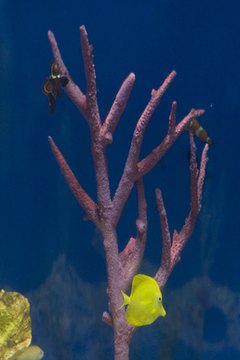 aquarium fish 7 image by cherie from Fotolia.com