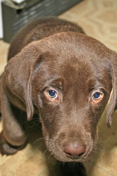 puppy image by SKYDIVECOP from Fotolia.com