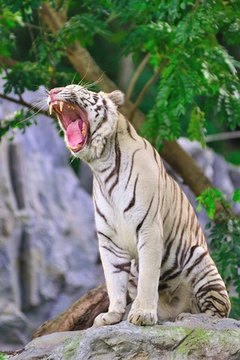 Tiger image by Thanapong Rojanasane from Fotolia.com