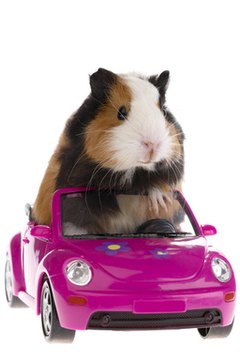 guinea pig sitting in a car on white background image by Dmytro Tolokonov from Fotolia.com