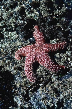 starfish image by Mike & Valerie Miller from Fotolia.com