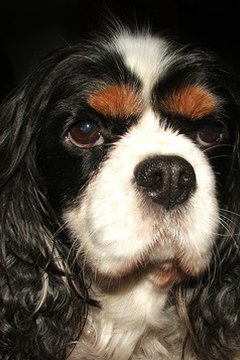 king charles cavalier spaniel dog image by Colleen Matheson from Fotolia.com