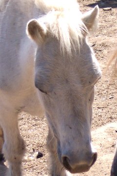 horse image by timur1970 from Fotolia.com