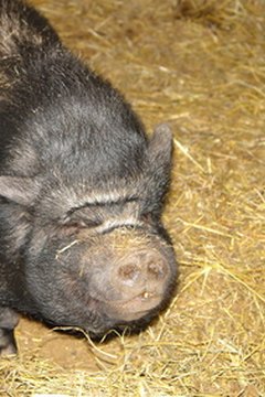 smiling pig image by Jennifer Hitchcock from Fotolia.com