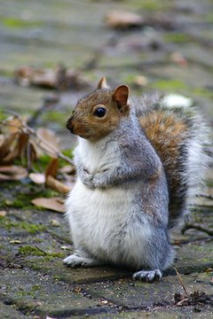 Eastern Gray Squirrel in London park image by Elzbieta Sekowska from Fotolia.com