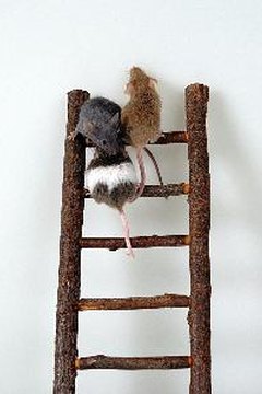 Mice, rodents image by Yodanet Company from Fotolia.com
