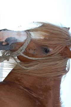 horse image by milemarsovac from Fotolia.com