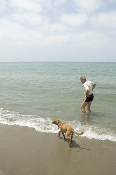 Senior man with his dog on the beach image by Ivonne Wierink from Fotolia.com