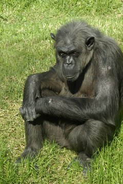 chimpanzee image by Timothy Lubcke from Fotolia.com