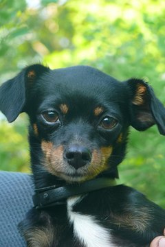 Small Dog 6 image by Valeriy Kirsanov from Fotolia.com