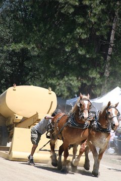 Two Draft Horses Pulling Sled image by Sherri Camp from Fotolia.com