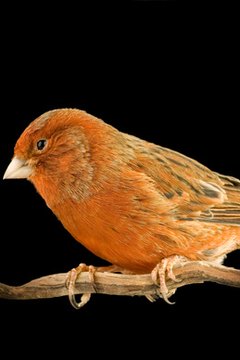canaris agathe image by Eric Isselée from Fotolia.com