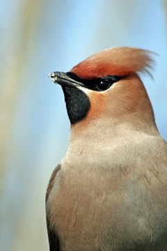 cedar waxwing. image by wrangler from Fotolia.com
