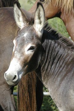 donkey head image by BONNIE C. MARQUETTE from Fotolia.com