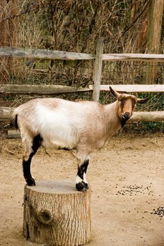 goat image by studio vision1 from Fotolia.com