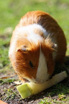 meerschweinchen image by Petra Kohlstädt from Fotolia.com