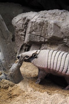 armadillo image by Jose Hernaiz from Fotolia.com