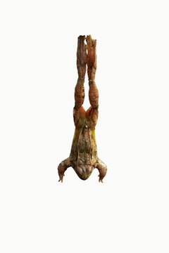 jump of a frog image by Soloshenko Irina from Fotolia.com