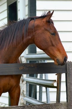 horse profile image by Sirena Designs from Fotolia.com