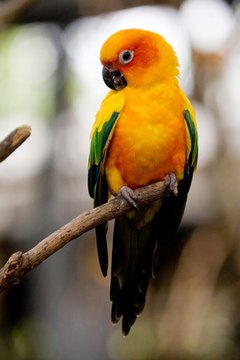 Sun conure image by Tharasai Sangpakdee from Fotolia.com