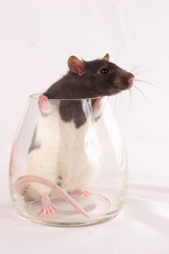 the rat in the glass image by Oleg Sviridov from Fotolia.com