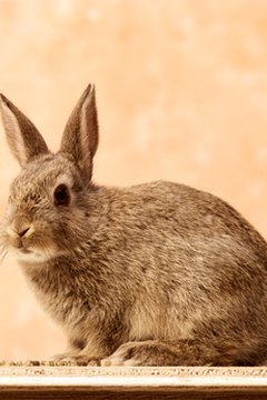 rabbit image by Han van Vonno from Fotolia.com