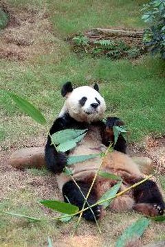 Panda image by Xiongmao from Fotolia.com