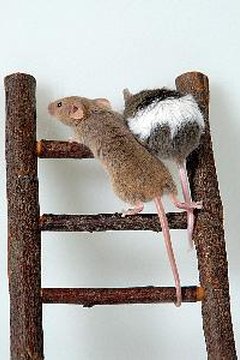 Mice, rodents image by Yodanet Company from Fotolia.com