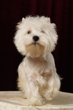 west hilend wite terrier 5 image by Olga Barbakadze from Fotolia.com