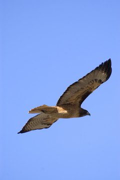 Red Tail Hawk image by Albert from Fotolia.com