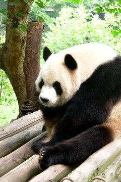 giant panda image by Elly from Fotolia.com