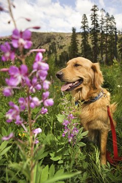 Thinkstock/Comstock/Getty Images
