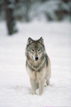 Comstock Images/Comstock/Getty Images