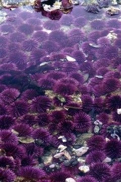What are the sea urchin's adaptations for survival?