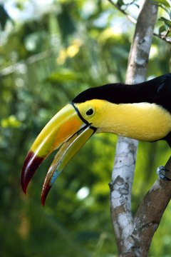There is potential for ecotourism to alleviate high rates of deforestation in the tropics.