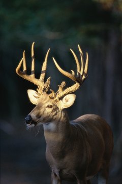 Purestock/Purestock/Getty Images