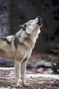 Tourists love to see and hear wolves.