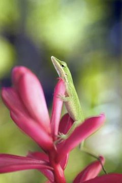 Thinkstock Images/Stockbyte/Getty Images