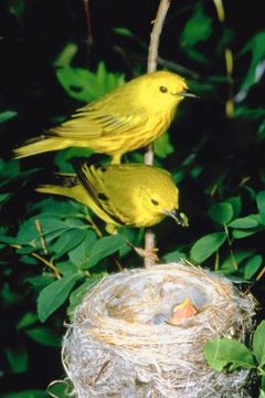 new world warblers