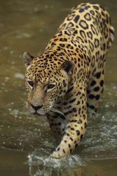 Tom Brakefield/Stockbyte/Getty Images