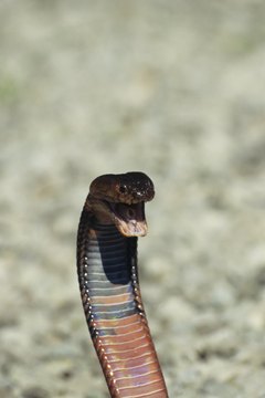 Upright cobras were symbols of protection on Egyptian crowns.