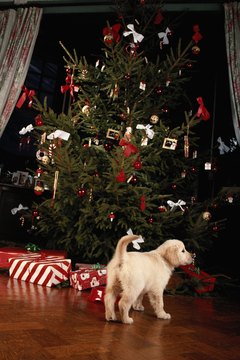 An animal can be very awkward as the wrong gift.